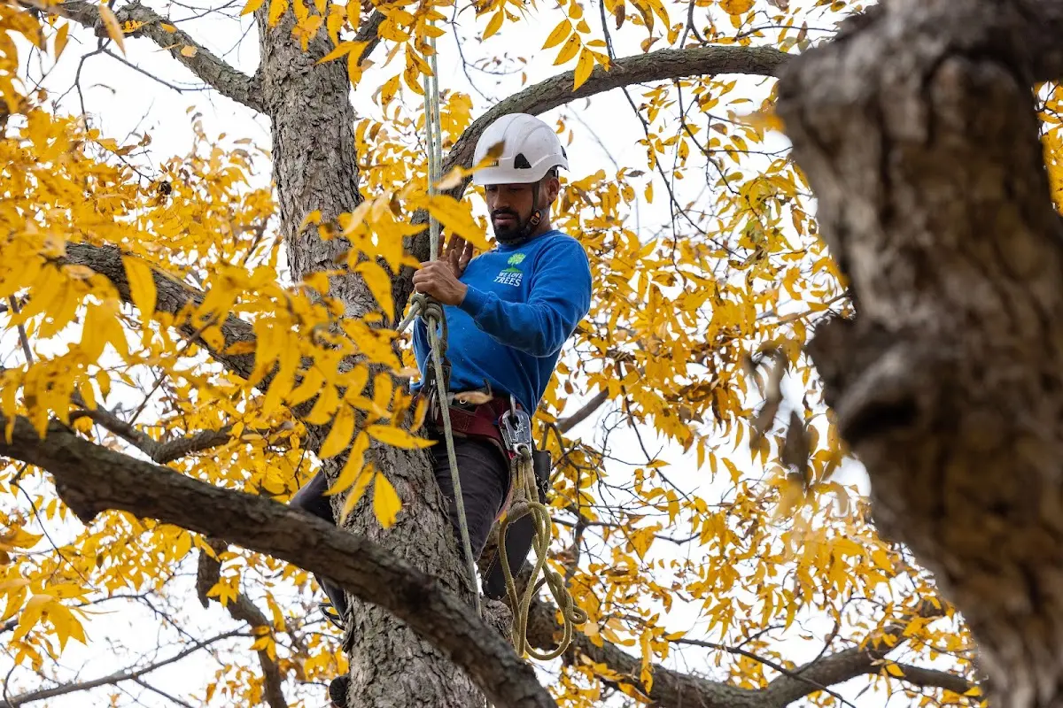 Skilled Tree Planing crew working in Fillmore